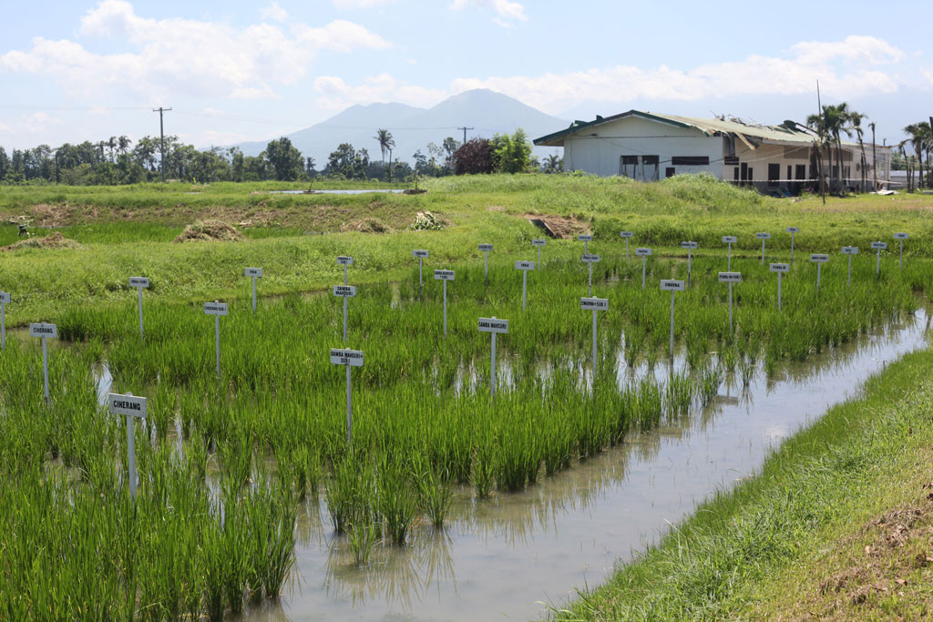 International Rice Research Institute – The Patatas